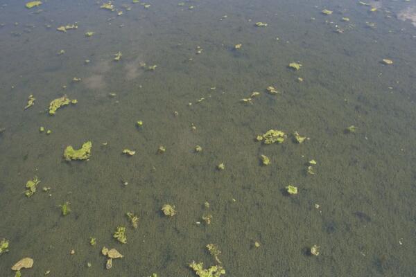 POMOR RIBE I NESNOSAN SMRAD NA SRPSKOM JEZERU, A OVO JE RAZLOG! Atraktivna lokacija VIŠE NE IZGLEDA ISTO (FOTO)