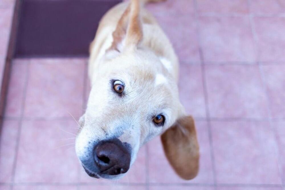 Tedi, Pas, Espreso ljubimac