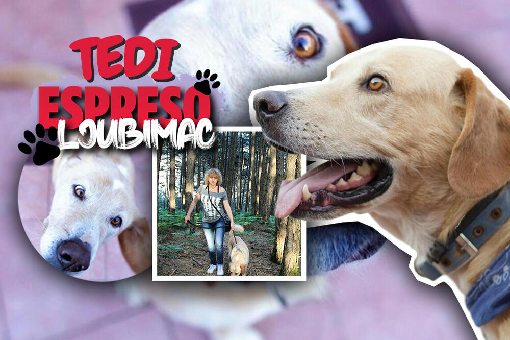 "NAJVEĆI SAM ŠMEKER U GRADU!" Tedi je druželjubiv PAS sa posebnim TALENTOM, teško mu je ODOLETI!