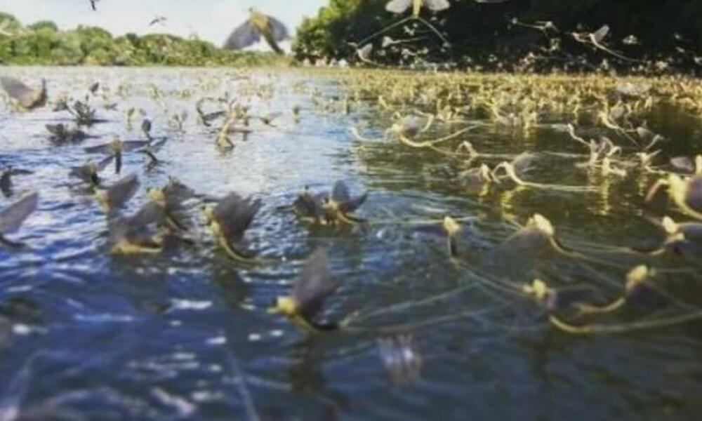 Cvetanje Tise /arhivska fotografija