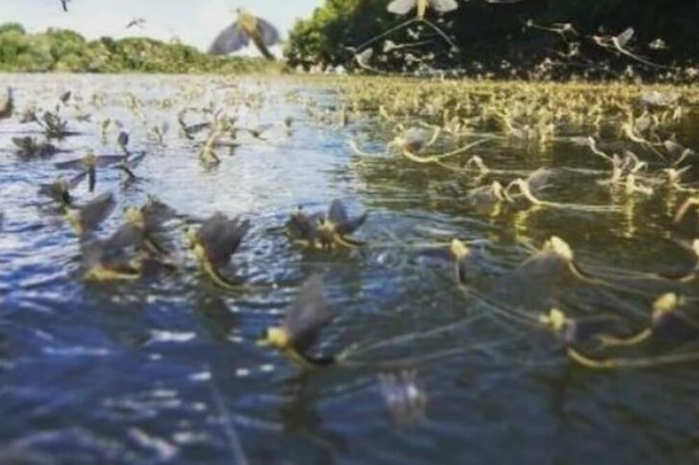 PONOVO SE DESILA MAGIJA SVOJSTVENA SAMO ZA SRBIJU I KINU: Procvetala Tisa!