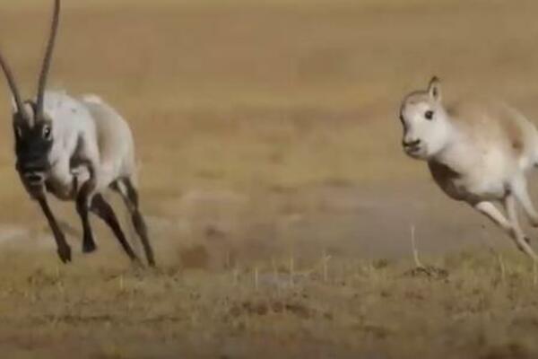 Tibetanske antilope počinju godišnju masovnu migraciju VIDEO