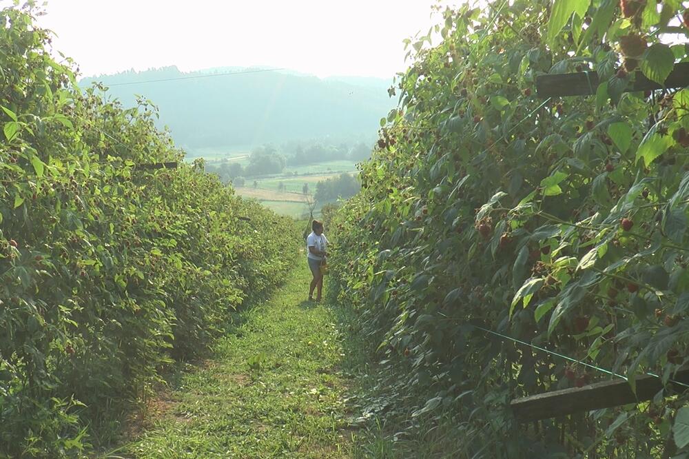 USKORO POČINJE BERBA MALINA: Evo kolika je POČETNA CENA otkupa, a kolika DNEVNICA BERAČA! (FOTO)