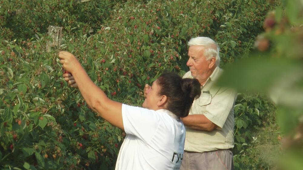 Berba malina / Ilustracija