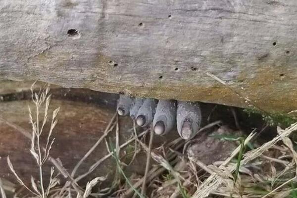 OVO ČUDO ŽIVI U ŠUMAMA SRBIJE: Fotka zapanjila društvene mreže, RETKO KO ZNA ŠTA JE U PITANJU (FOTO)