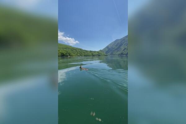 SRNDAĆ PREPLIVAVA JEZERO KAKO BI U BOSNI NAŠAO PARTNERKU: Meštani ih tokom sezone parenja često spaze baš tu (FOTO)