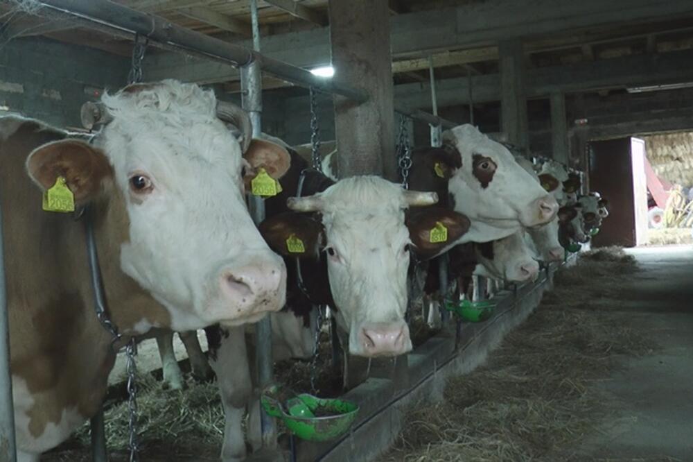 U ŠPANIJI ZA GODINU DANA ZATVORENO 120 FARMI MLEKA: Razlog je poražavajuć, a evo kada je sve počelo