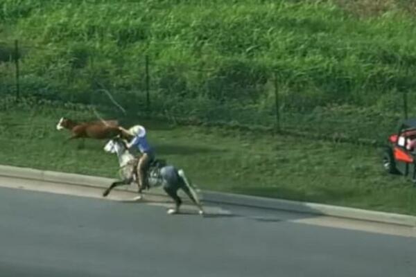 KRAVA NAPRAVILA POMETNJU U SAOBRAĆAJU: Kauboj je savladao, SCENA kao iz TEKSAŠKIH FILMOVA! (VIDEO)