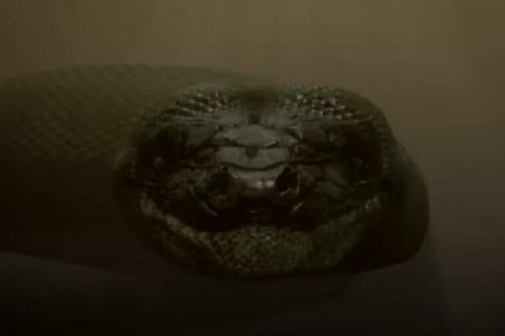 ŽENU UJELA ZMIJA, MUŽ POLUDEO: Nakon BIZARNE stvari koju je uradio, lekari su ostali potpuno ŠOKIRANI