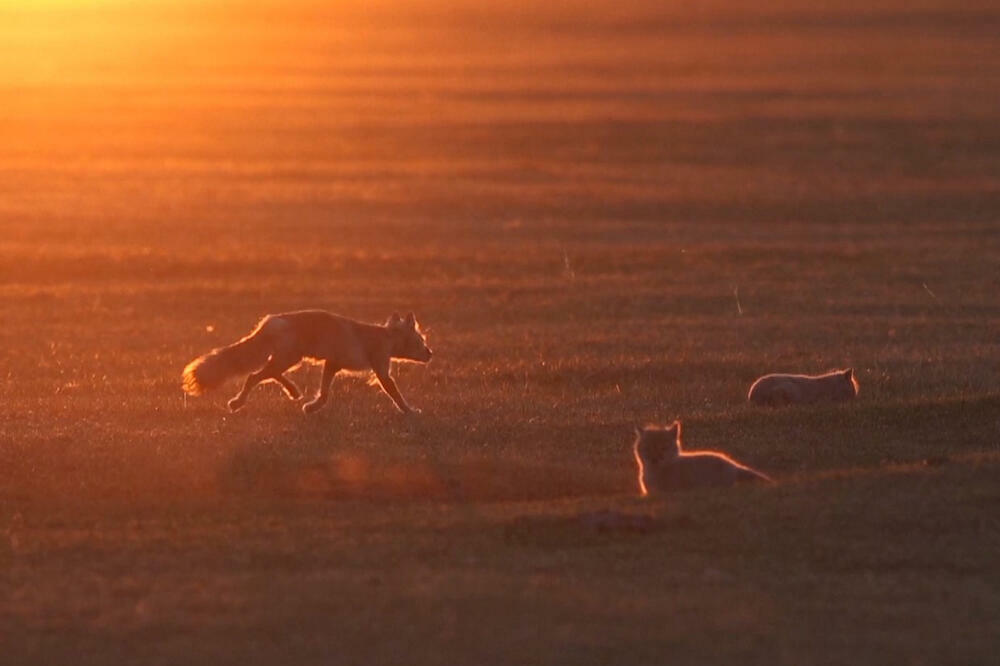 Redak prizor u Kini: Stepska lisica u Unutrašnjoj Mongoliji