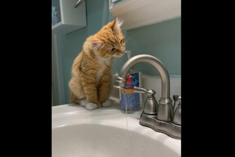 RADOZNALOST UMALO UBILA MACU: Probala tečni sapun, pa je zadesila NEVERICA, ovome se nije nadala! (VIDEO)