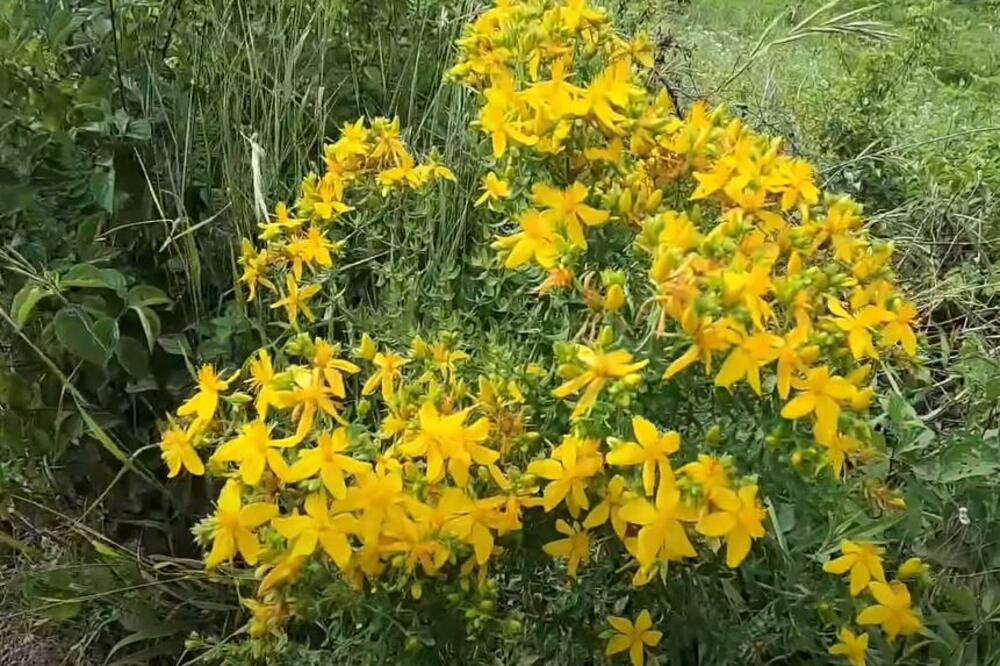 KANTARIONOVO ULJE MNOGE DOMAĆICDE KORISTE SVAKODNEVNO: Nemojte više kupovati, evo kako da ga napravite KOD KUĆE