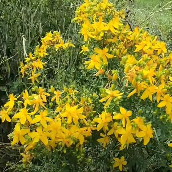 VERUJE SE DA OVE BILJKE IZ SRBIJE IMAJU MAGIJSKE MOĆI: Toliko su LEKOVITE da tvrde da nisu "SA OVE PLANETE"