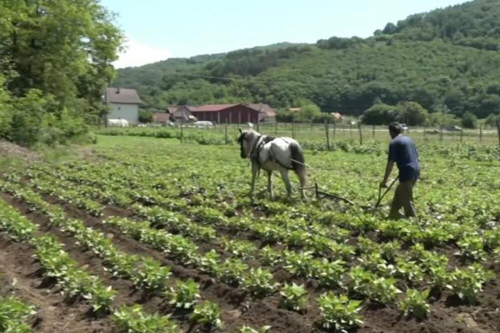 DEDA I PRADEDA GA NAUČILI, A BISA I DORA MU POMAŽU: Zoran je jedan od retkih koji u Srbiji radi OVO! (FOTO)