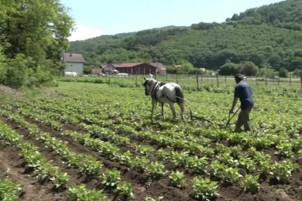 KOLIKU PENZIJU IMAJU POLJOPRIVREDNICI? EVO ŠTA država planira