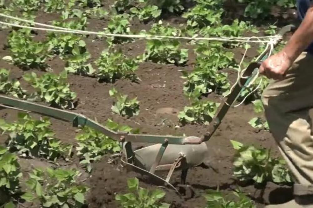 PRONAŠAO JE PRSTEN STAR 460 GODINA U NJIVI: Na njemu je bila TAJANSTVENA PORUKA, svako ko pročitao ŠOKIRAO SE