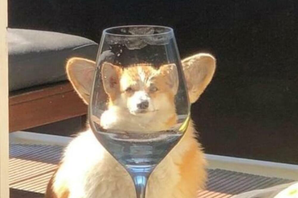 SLIKA PSA KOJI PILJI U PRAZNO KROZ VINSKU ČAŠU ZAPALILA TVITER: Pogledajte ovaj "MOOD", pa HIT! (FOTO)