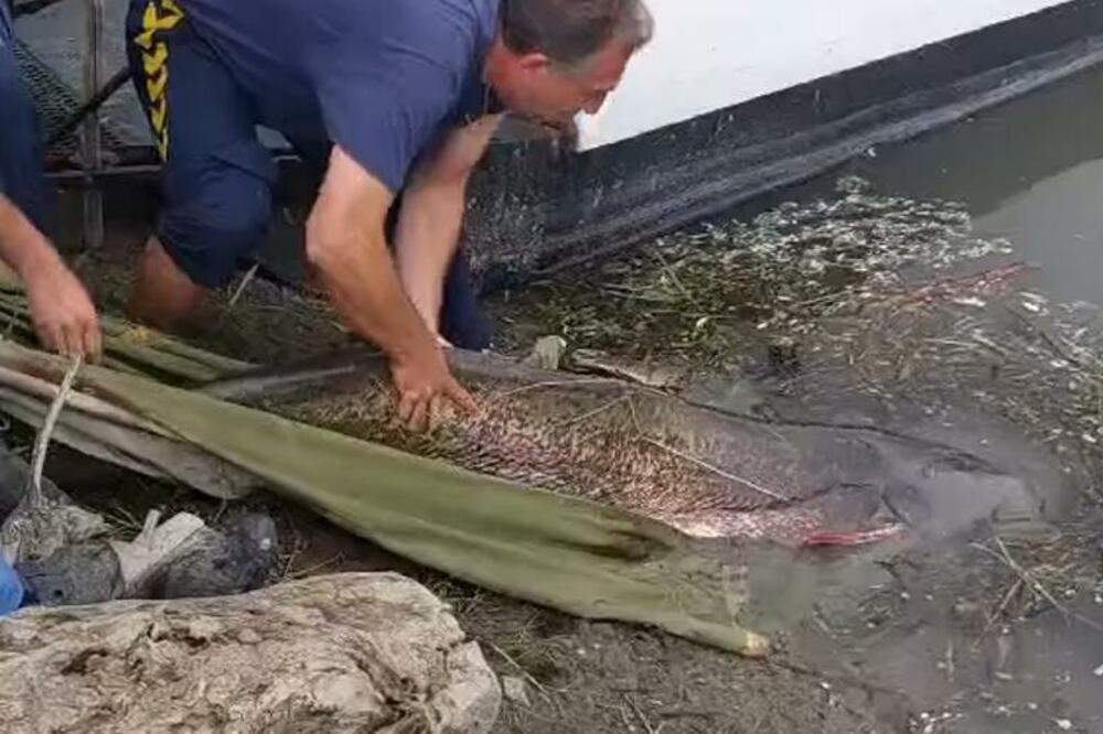 DEDA MIĆKO (83) ULOVIO KAPITALCA PA GA VRATIO U REKU: Nećete verovati koliko KILOGRAMA IMA, AU! (VIDEO)