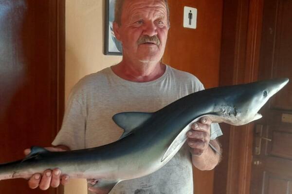GOLEM ULOV U ISTRI! Ribar imao srećan DAN, pogledajte ŠTA je njegov PARANGAL doneo KUĆI (FOTO)