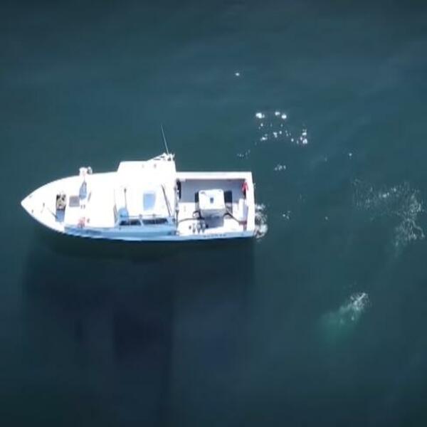 POSLE AVIONSKE NESREĆE PREŽIVEO I GUTANJE OVE ŽIVOTINJE: "Sve je POSTALO CRNO a voda me je PRITISKALA DO SMRTI"!