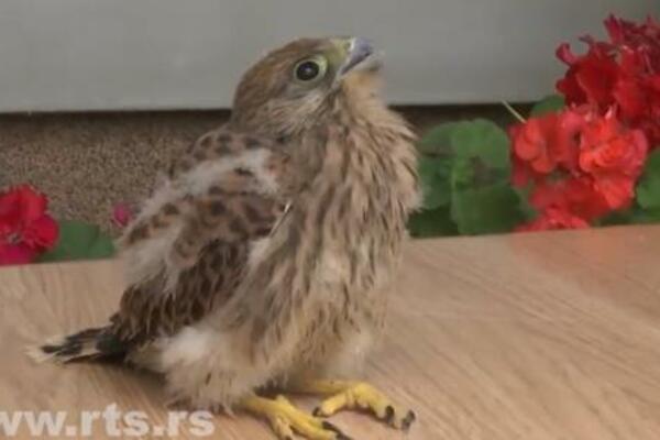 NEMOĆNI SOKOLOV PTIĆ JE POD STROGOM ZAŠTITOM: Kako je Mladen spasao Srećka? (FOTO)