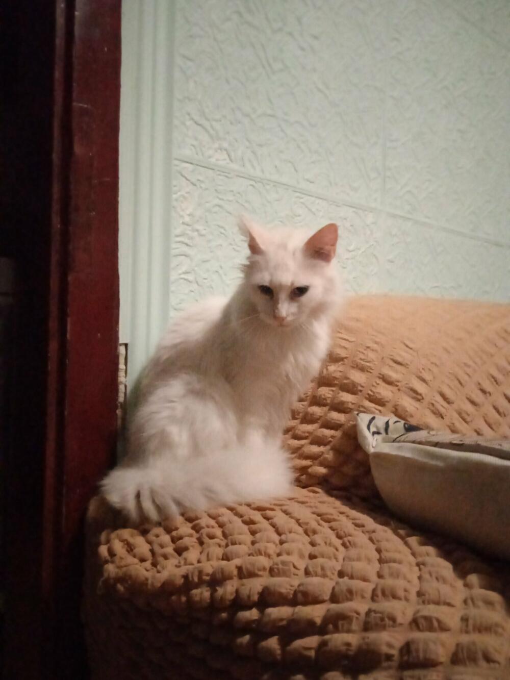 Žika, Mačka, Espreso ljubimac