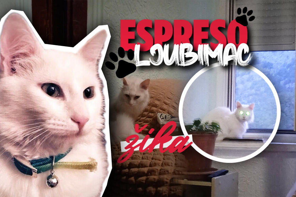 "POZIRAM KAO PRAVI MODEL": Žika je NEODOLJIVA maca SNEŽNO-BELE boje koja svojom POJAVOM očarava SVET! (FOTO)