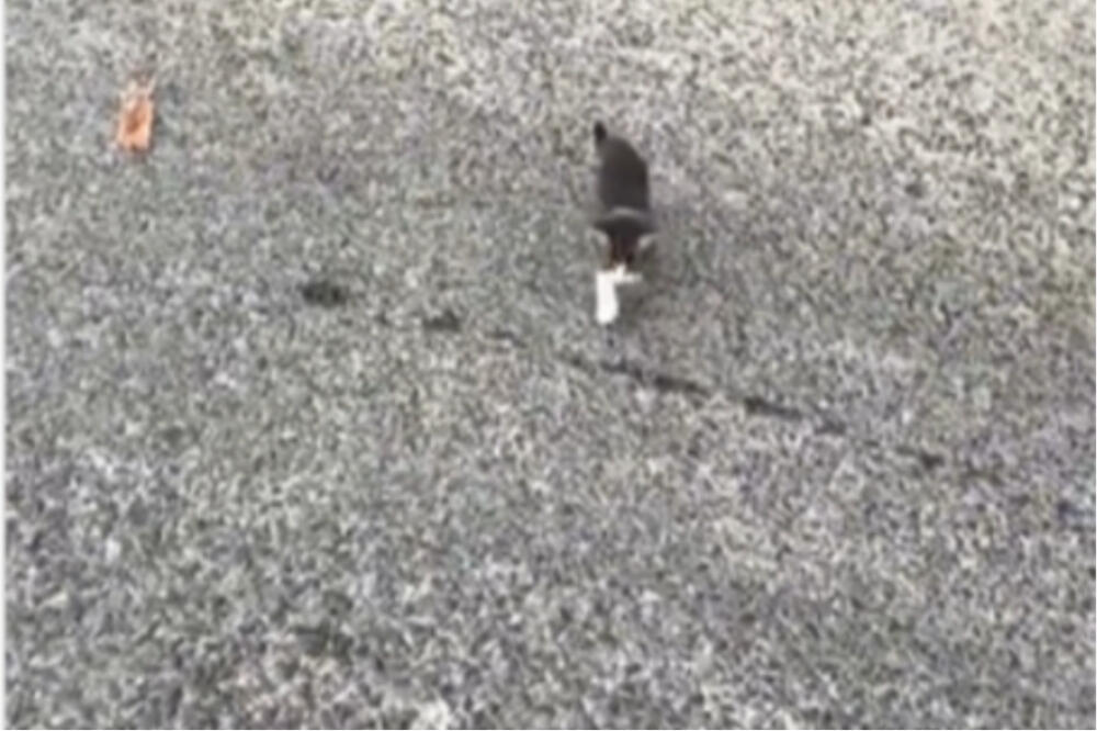 MAZIO MAČE KADA JE IZ TRAVE ISKOČILO OVO: Usledila je prava BORBA! (FOTO)