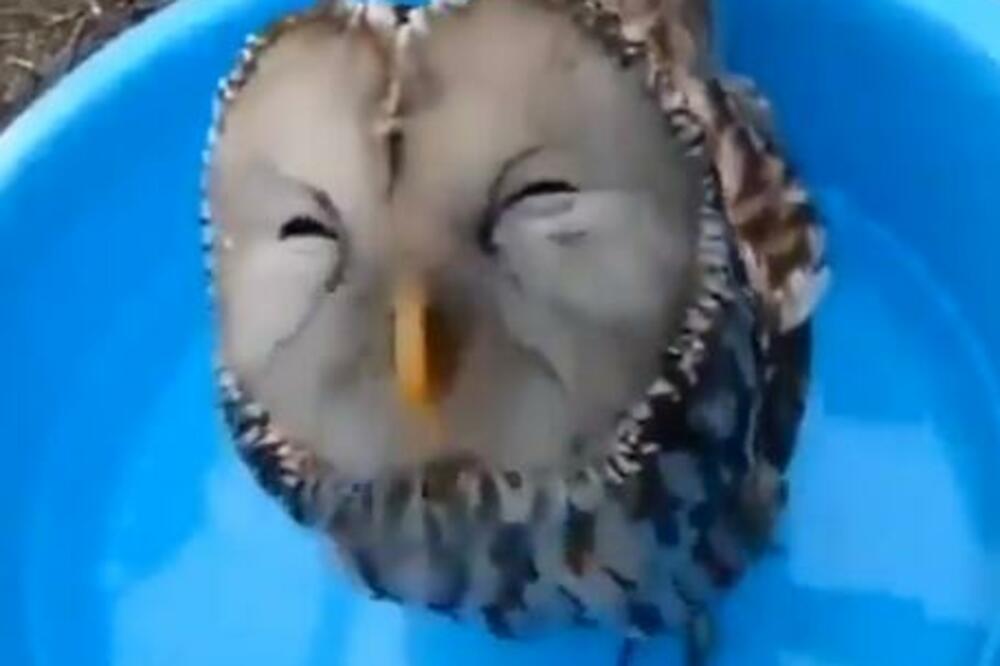 DA LI STE SE IKAD PITALI KAKO IZGLEDA SREĆNA SOVA? Ovaj snimak govori više od 1000 reči (VIDEO)