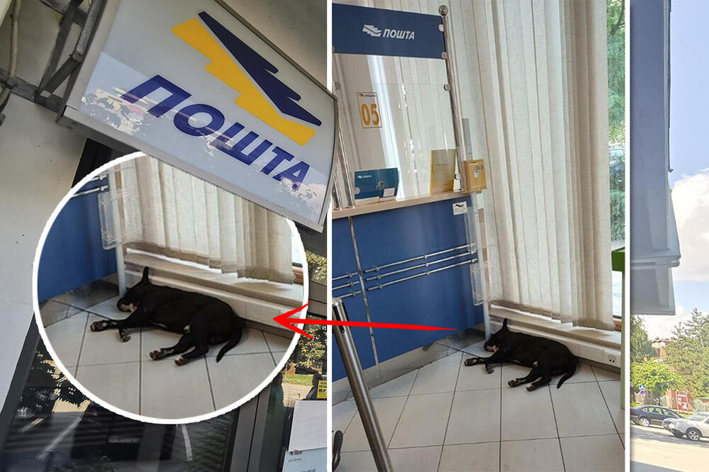 SLIKA DANA DOLAZI NAM IZ MIRIJEVSKE POŠTE: Pružio se koliko je dugačak, neodoljiv je (FOTO)