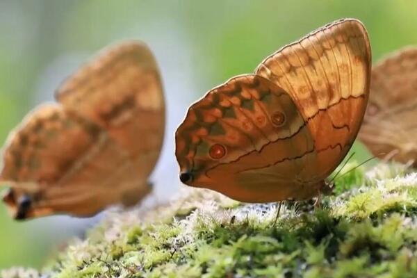 INVAZIJA U JUNANU: Oko 150 milija larvi se za mesec dana pretvori u leptire! (VIDEO)