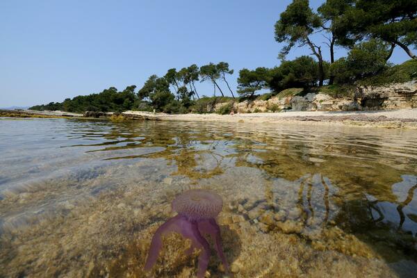 NAJEZDA LJUBIČASTIH, OTROVNIH MEDUZA U GRČKOJ: U plićaku su, STRAVIČNI SIMPTOMI, najviše ih je na KEFALONIJI! FOTO
