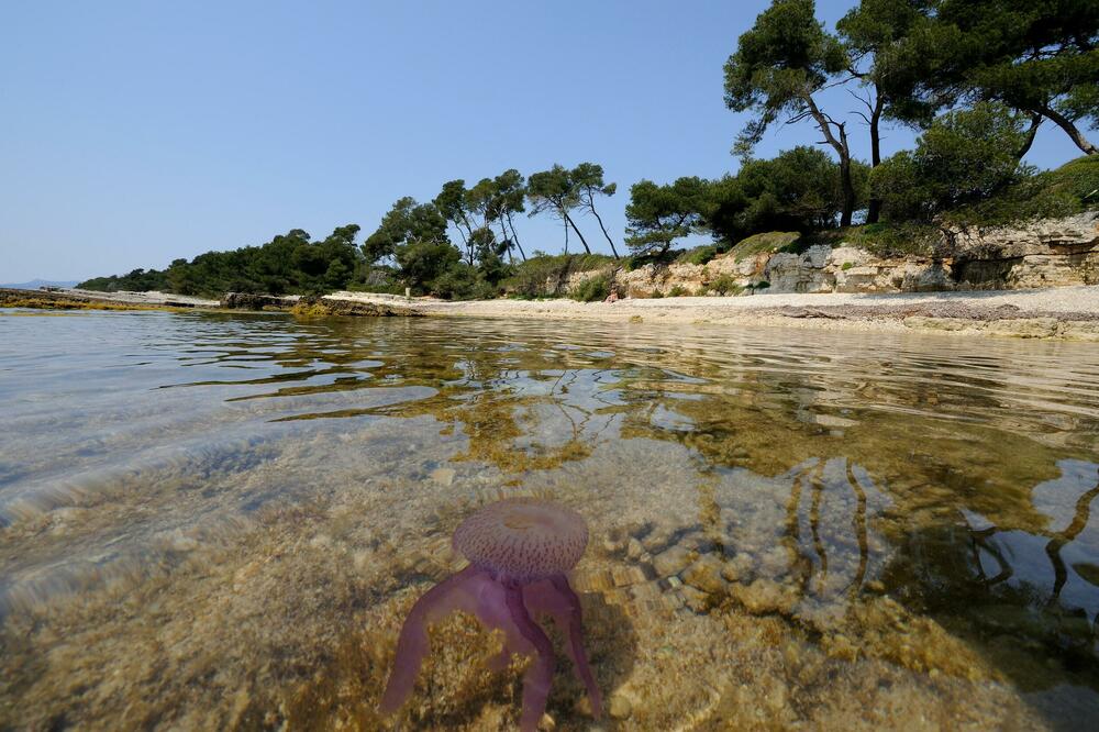 NAJEZDA LJUBIČASTIH, OTROVNIH MEDUZA U GRČKOJ: U plićaku su, STRAVIČNI SIMPTOMI, najviše ih je na KEFALONIJI! FOTO