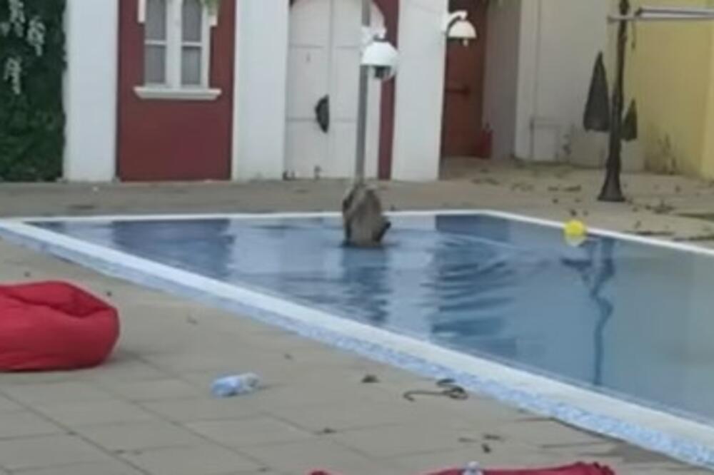 STRAVIČNE SCENE U ZADRUZI: Dalila se onesvestila pa upala u DUBOKU VODU, snimljeno je sve!