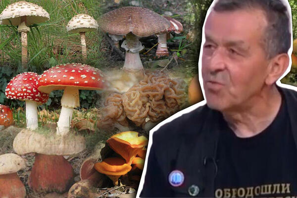 NA ADI CIGANLIJI POSTOJI 200 VRSTA GLJIVA, A SAMO JE 30 JESTIVO: Poznati GLJIVAR otkriva kako da prepoznamo OTROVNE