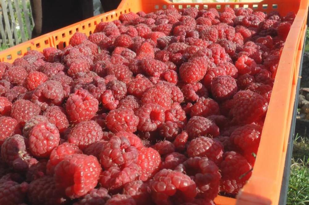 CRVENO ZLATO OTIŠLO U NEBESA: Kilogram MALINA dostigao cenu od 500 dinara u Leskovcu, u Arilju i Ivanjici po 450!