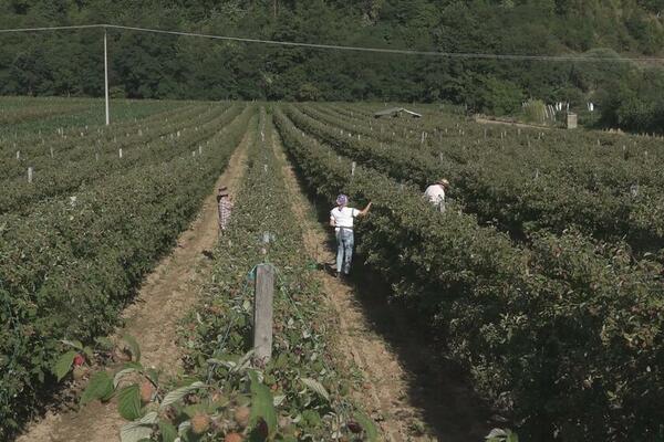 SEZONCI ĆE OVE GODINE UZIMATI I DO 60 EVRA DNEVNO: Počinje berba MALINA i BOROVNICA, evo šta je NAJISPLATIVIJE