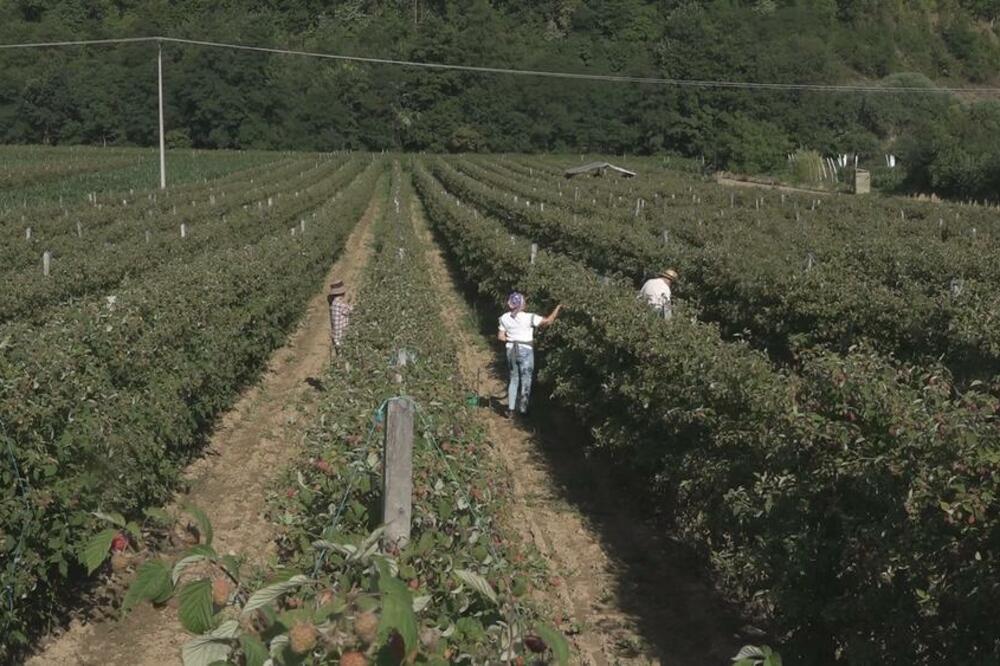 BRAO MALINE I JEO KORU HLEBA DA BI JE NAŠAO U AMERICI: Ovaj Srbin je živi dokaz da prava LJUBAV BEZUSLOVNA!