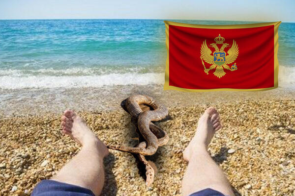 KAKO CRNOGORAC REAGUJE KADA VIDI ZMIJU? Najjači vic koji ste ikad čuli!