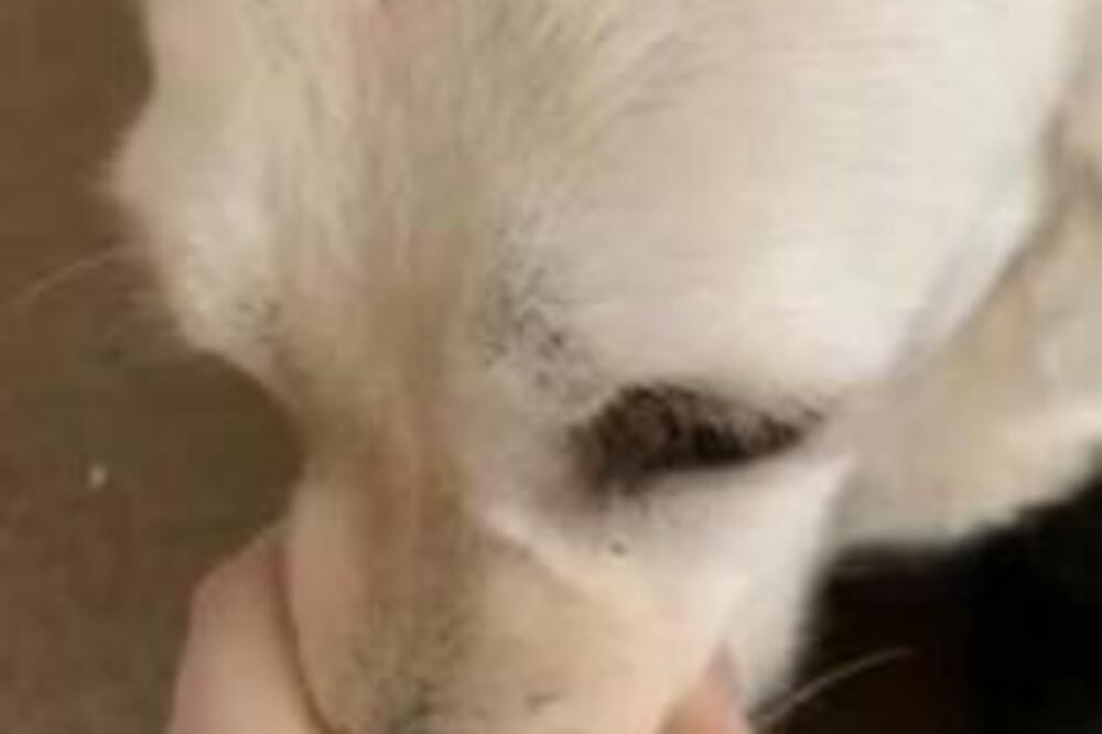 PAS POČEO DA LAJE NA ZADNJEM SEDIŠTU KAMIONA: Sekund kasnije desila SE TRAGEDIJA