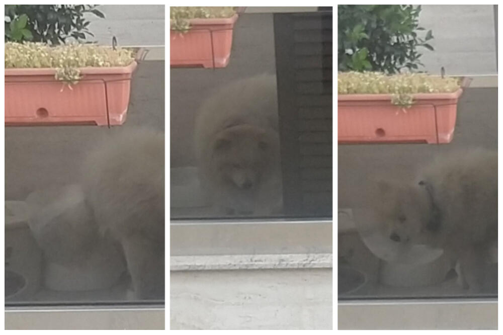 "MALOG KOMŠIJU ŠUTIRAJU, GAZE DOK LEŽI"! Nikola ispričao šta GLEDA kroz prozor svakog dana, PRIZOR RASPLAKAO SRBIJU