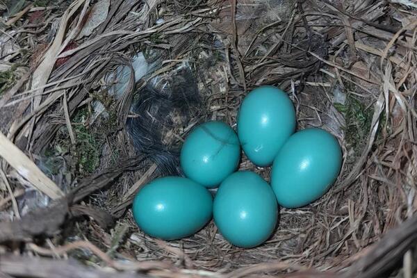 NEOBIČNA JAJA SE POJAVILA U KRAGUJEVCU: Samo ove 3 vrste su mogle da ih SNESU, ljudi u šoku! (FOTO)