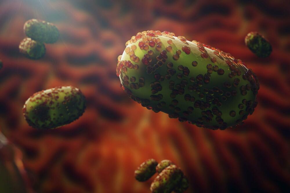 OVAKO SE PRENOSE MAJMUNSKE BOGINJE! Postoji nekoliko načina