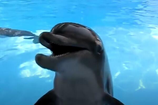 DELFIN PREBIO ČOVEKA NASMRT ZBOG ŽENKE?! Jednom slomio REBRO, drugi NASTRADAO ovako