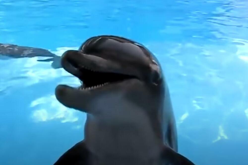 DELFIN PREBIO ČOVEKA NASMRT ZBOG ŽENKE?! Jednom slomio REBRO, drugi NASTRADAO ovako