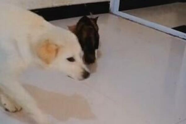 PRAVI SUKUB MAČKE I PSA: Evo ko je izvukao DEBLJI KRAJ, baš kao u CRTAĆIMA!