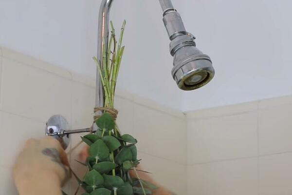 NAPRAVITE PRIRODNU AROMATERAPIJU KOD KUĆE: Ovu BILJKU samo okačite IZNAD TUŠA!