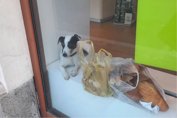 BEOGRADSKI PAS ZAVRŠIO U IZLOGU: Nesvakidašnja scena - pogledajte ŠTA RADI! (FOTO)