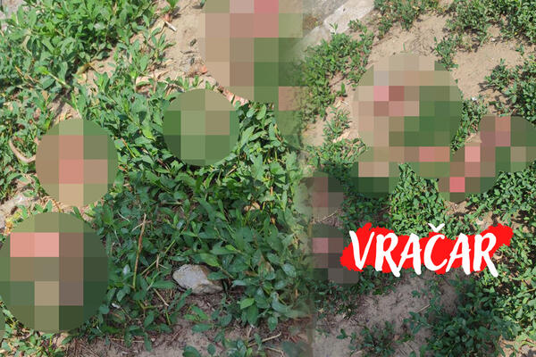 "TA GADOST POČNE DA SE KVARI, KOLIČINE SU ZAČUĐUJUĆE" Na Vračaru kao u HORORU, ko god da ovo radi BOLESNO je! FOTO