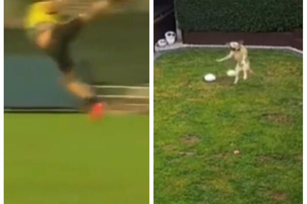 OVO JE HIT! Zlatna lopta zbog kopiranja Zlatana od strane zlatnog retrivera (VIDEO)